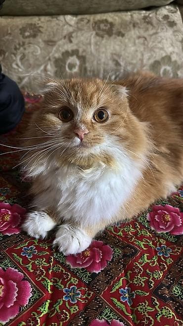 британский кошки: Вязка! Котик Хайленд фолд (длинношерстный шатландский вислоухий) — 3