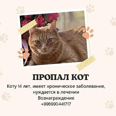 Пропала : Мальчик, Рыжий at lalafo.kg Пропала : Мальчик, Рыжий