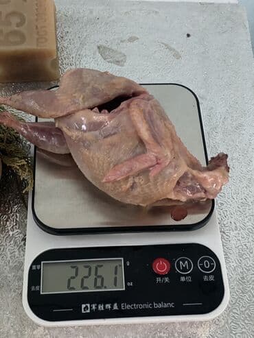 продажа домашних кур: Перепела только начали нестись порода мясо яичная отличный выбор для — 4