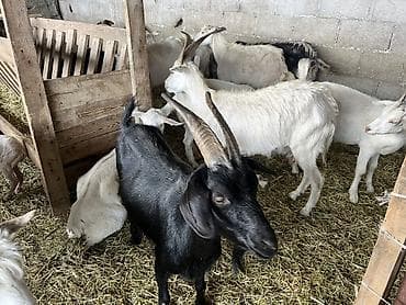 кремация животных бишкек: Продаю | Коза (самка) | На забой — 2