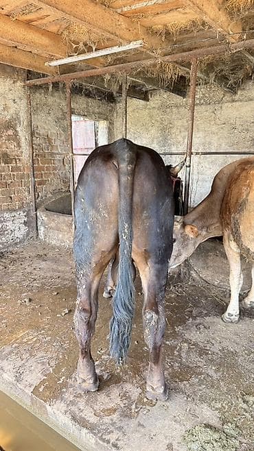 kyrgyz sigish: Продаю | Бык (самец) | На откорм | Привязанные — 4