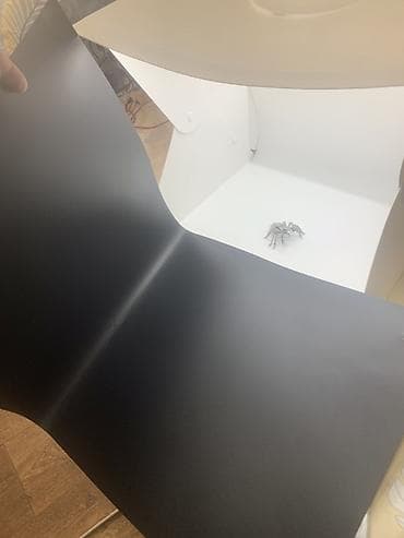 video camera: Продаю фото бокс белый и черный фон в комплекте новый Складной — 4