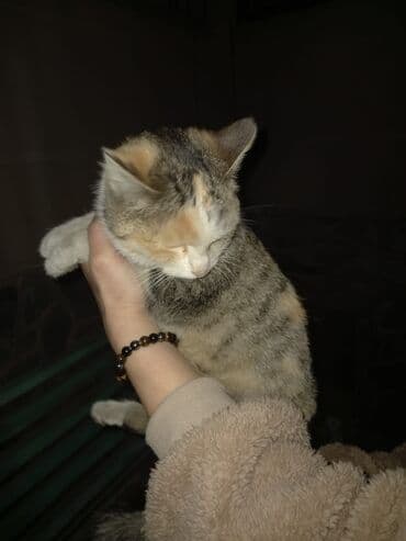 отдам котёнка в добрые руки: Беспородная, 5 месяцев, Девочка, Белый, Кастрирована, Приучена к лотку, Проглистована — 7