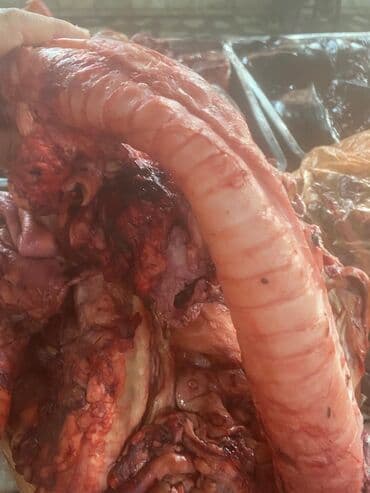 кошачий корм оптом бишкек: Отходы для собак свежие с доставкой — 3