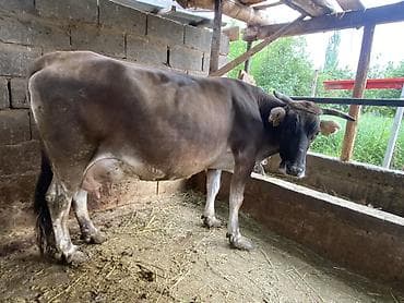 Продаю | Корова (самка) | Для молока | После отела at lalafo.kg Продаю | Корова (самка) | Для молока | После отела