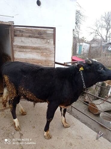 продажа домашних животных: Продаю | Бык (самец) — 6