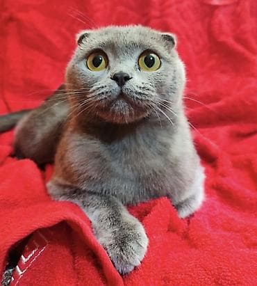 кошка белый: Продаётся шотландская девочка,скотиш-фолд(вислоушка),возраст 1,7 — 2