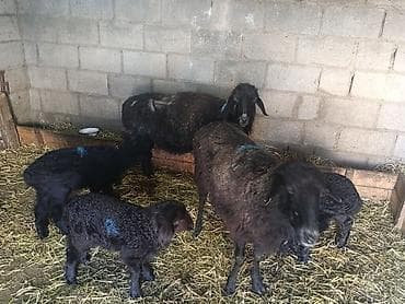 продаю жеребенка: Продаю | Баран (самец) | Для разведения | Матка — 3