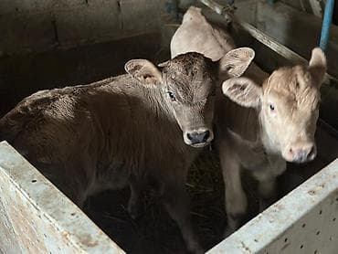 Продаю | Тёлка | На откорм | Привязанные