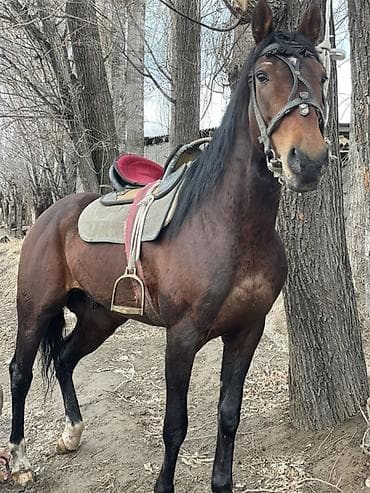 6 месяцев: Продаю | Жеребец | Английская | Рабочий | Осеменитель — 6