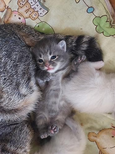 Отдам даром кошку: Котята, помет из 3 малышей. полукровки у одной уши как у мамы вислые — 9
