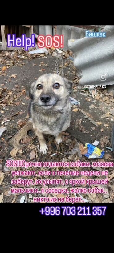 Собака даром: Алабай, 6 месяцев, Самец