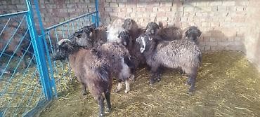дорпер бараны: Продаю | Баран (самец) | Долан | На забой, Для разведения | Осеменитель — 2