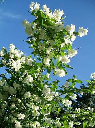 георгины цена: Фото1-3 Сирень махровая на срез для букетов, с потрясающим ароматом — 5