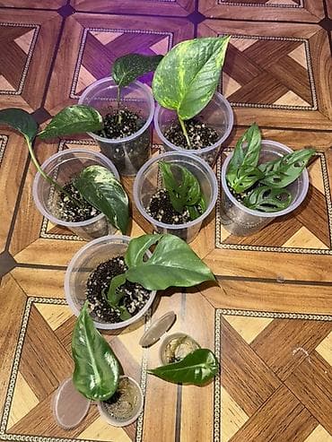 саженцы лимона: Здравствуйте, в продаже 2 проросших клубня Алоказии Лонгилоба по — 1