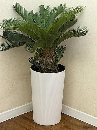 🌿 Продаётся цикас (саговая пальма) Высота: ~1 метр Состояние