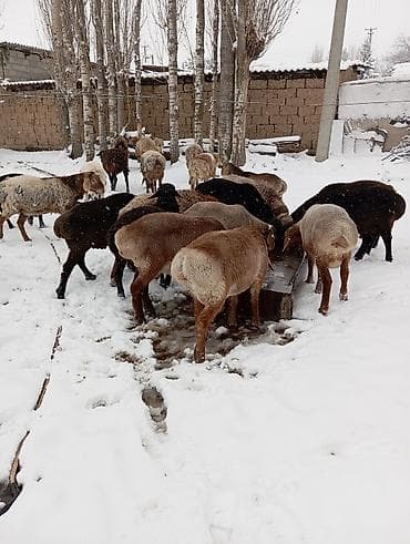 немецкая овчарка цена: Продаю | Ягненок, Баран (самец) | Гиссарская, Эдильбаевская, Арашан | Для разведения | Племенные, Осеменитель — 1