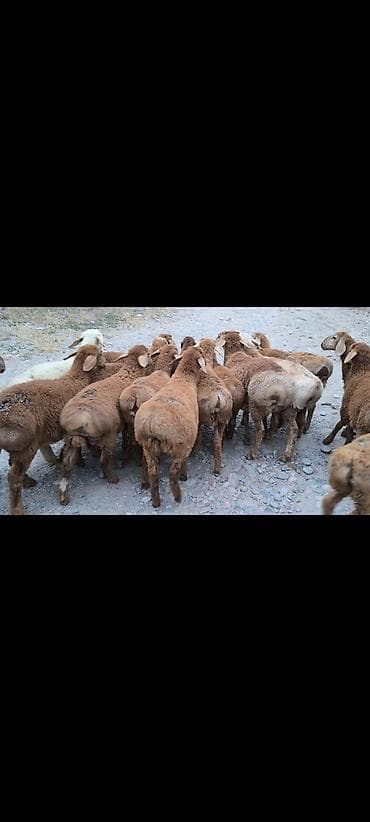 голуби птицы: Продаю | Баран (самец) | Для разведения | Ярка — 6