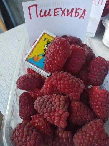 саженцы клубника опт, саженцы клубника от производителя, купить саженцы клубники оптом, саженцы клубники оптовая, саженцы клубники партия, саженцы клубники азия опт, саженцы клубники азия производитель, саженцы клубники альба опт, саженцы клубники прими п: Рассада : Малина, Самовывоз, Бесплатная доставка, Платная доставка — 5