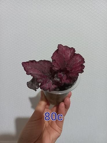 корзины на той: Абутилон (комнатный клён) — саженцы в стаканчиках. Сорт с крупными — 4