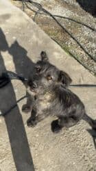 дом для собака: Отдам щенка даром, в добрые, любящие руки. Девочка 6 месяцев в крови — 8