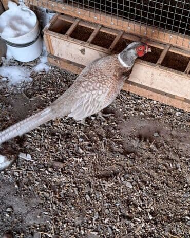 Грызуны: Серебристые фазаны (разновидность охотничьего/общего типа) - Окрас — 3