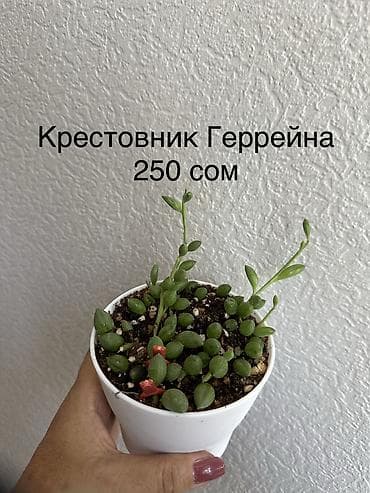черенки купить: Укорененные черенки/отростки. Адрес 8 мкр — 10