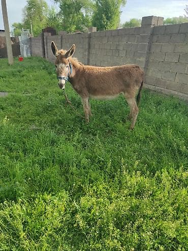 ласка животные: Осёл домашний - Вид: осёл (Equus asinus), окрас рыжевато-бурый с — 2