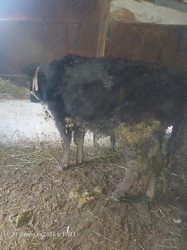 собака породы йоркширский терьер: Продаю | Бык (самец) | Ангус | Для разведения — 2