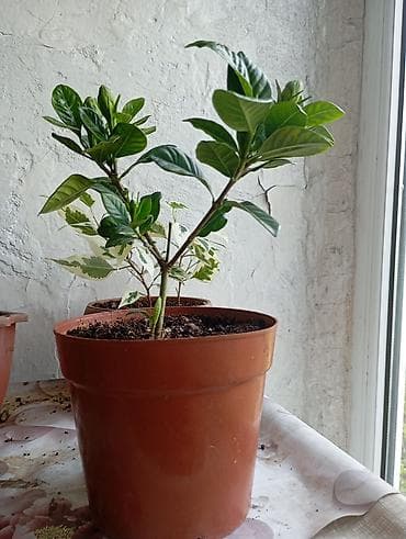 жасмин цветы: Гарденния жасминовидная (Gardenia jasminoides) в горшке - Компактный — 1