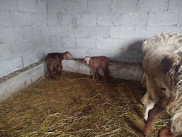 док собака: Продаю | Баран (самец) — 5