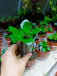 тюльпан гулу жонундо маалымат кыргызча: В продаже детки представленных растений детки каланхоэ по 150 с,детки — 7