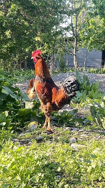 охотничая собака: Продаю | Петух | Домашняя | Для разведения — 2