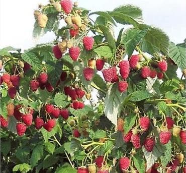 кызыл карагат: Малина (саженцы, сорт с крупными ягодами) Описание: - Кусты мощные — 1