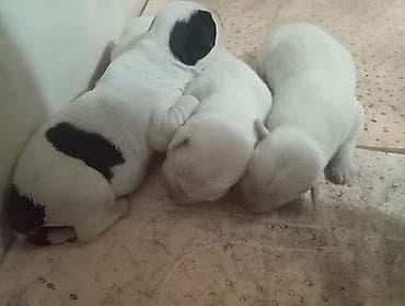 Продажа собак: Алабай, 1 месяц, Самец — 2