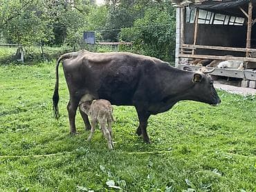 тара для мёда: Продаю | Корова (самка) | Для молока | После отела — 4