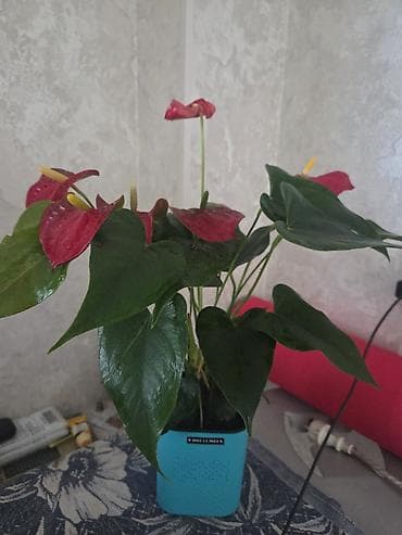 цветок кактус: Зигокактус (рождественник, шлюмбергера) штамбовой формы в горшке. - — 5