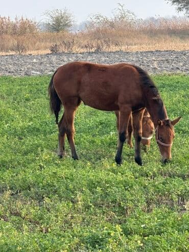 продажа щенков немецкой овчарки в бишкеке с документами: Сатам | Жылкы (эркек) | Көбөйтүү үчүн | Асыл тукумдуу — 5