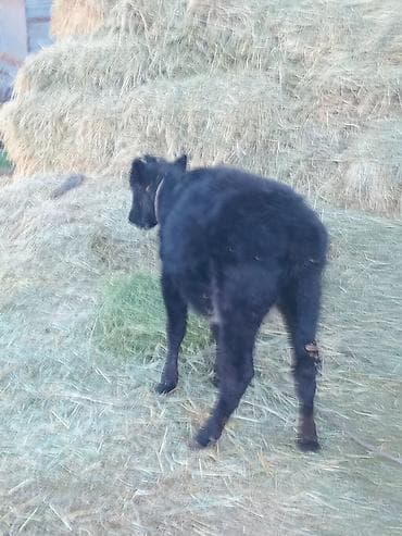 продажа домашних животных: Продаю | Музоо, торпок | Для разведения, Для молока | Привязанные — 2