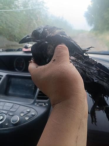 волнистые попугаи с клеткой: СРОЧНО СРОЧНО!!!!Молодая ворона (Corvus corone/Corvus frugilegus) — — 2
