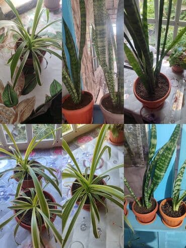 сколько стоят гипсофилы: Продаю комнатные цветы Сансевиерия-250сом (тещин язык ) Хлорофитум — 14