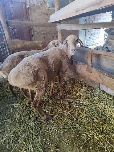 отдам собаку в хорошие руки бишкек: Продаю | Овца (самка) | Для разведения — 5