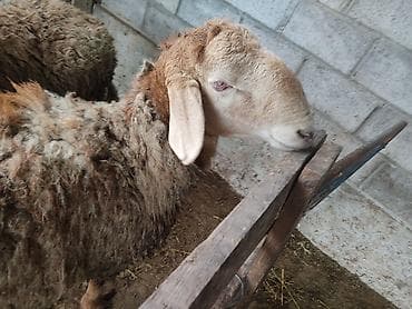 сингапурская кошка купить: Продаю | Баран (самец) | На забой, Для разведения | Племенные — 4