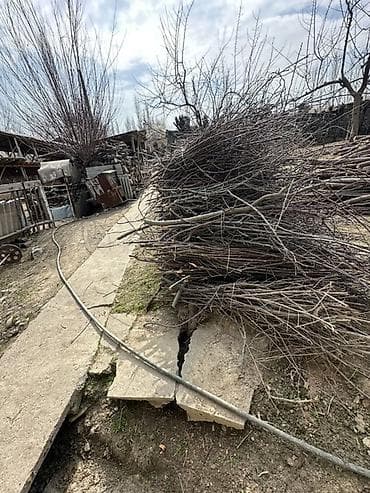 уголь в бишкеке с доставкой: Дрова Самовывоз — 1