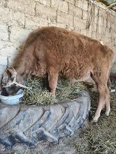 Айыл-чарба жаныбарлары: Сатам | Бука (эркек) — 4