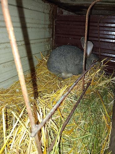 Продаю | Крольчата | Для разведения | Племенные