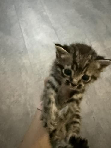 Мышыктар: 2 айлык, Ургаачы, Лотокко барууга үйрөтүлгөн — 2