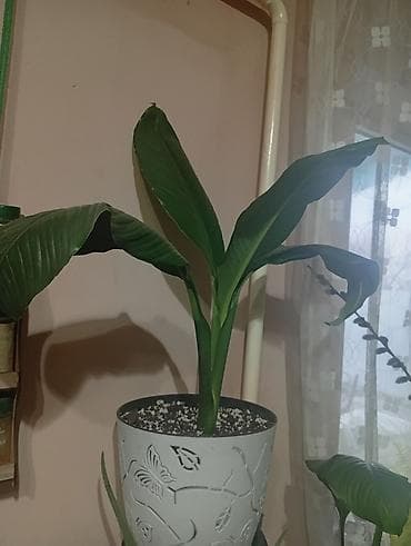 Спатифилум800, амазонская лилия 1000 at lalafo.kg Спатифилум800, амазонская лилия 1000