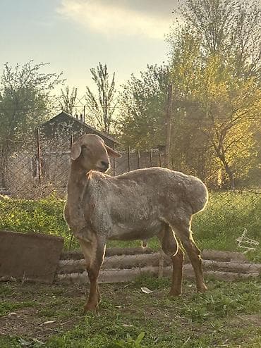 эркек ит алабай: Сатам | Кочкор (эркек) | Көбөйтүү үчүн | Жасалма жол менен боозутуу — 5