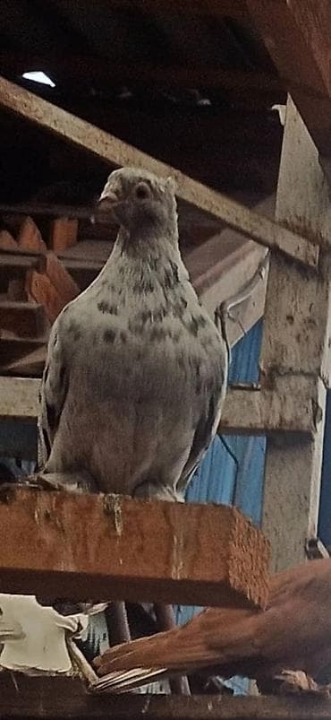 попугай бишкек цена: Продаю голубей — 2